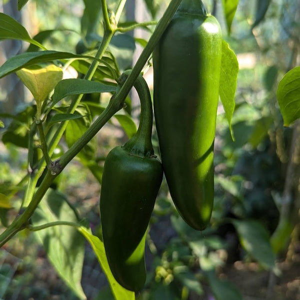 Peper 'Jalapeño'