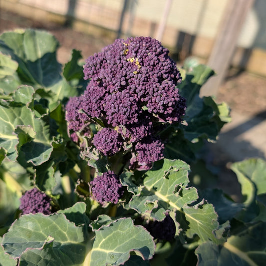 Broccoli 'Purple Sprouting'
