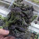 Broccoli 'Purple Sprouting' - Thumbnail