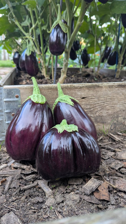 Aubergine Black Beauty
