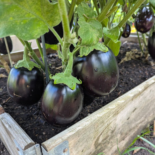 Aubergine Black Beauty