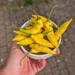 Peper 'Ají Lemon Drop' - Thumbnail