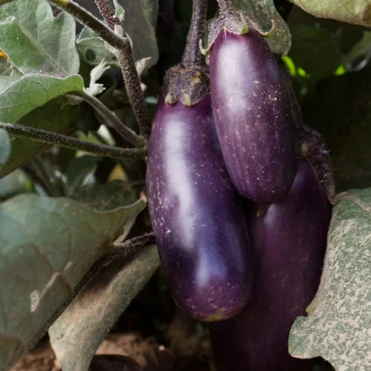 Aubergine Slim Jim