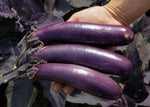 Aubergine Slim Jim - Thumbnail