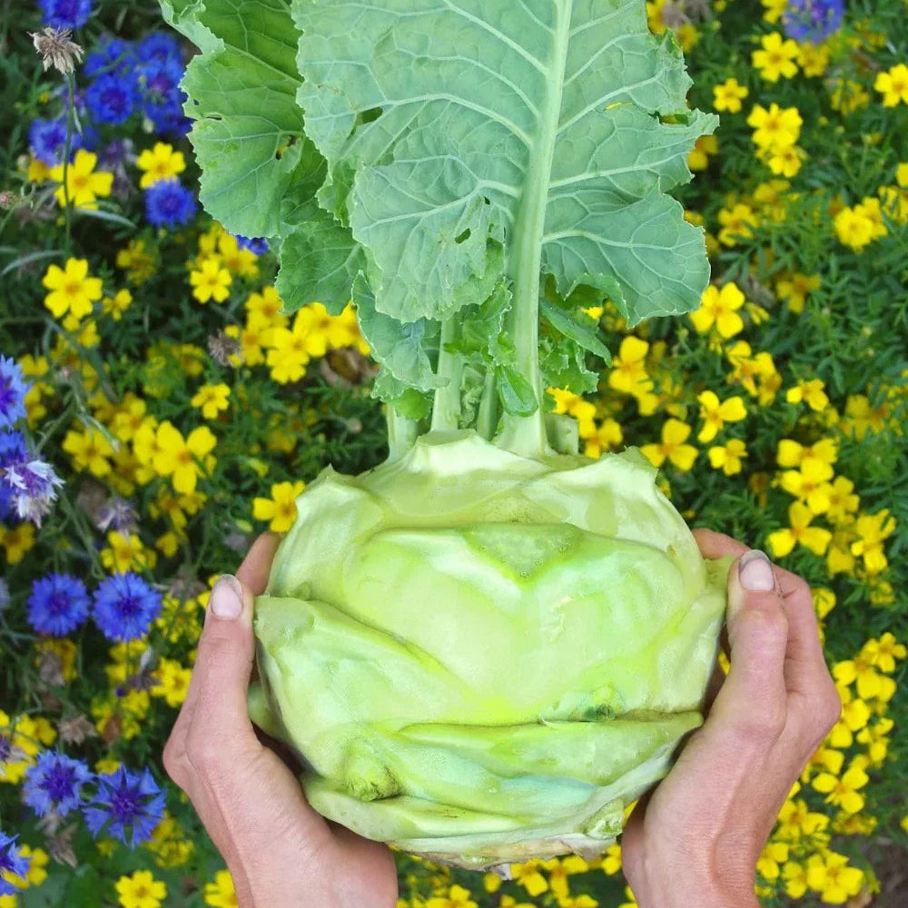 Koolrabi Giant