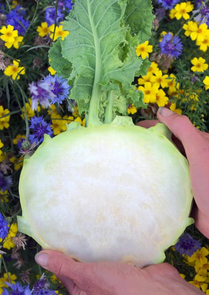 Koolrabi Giant