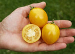 Tomaat Tigerette Cherry - Thumbnail