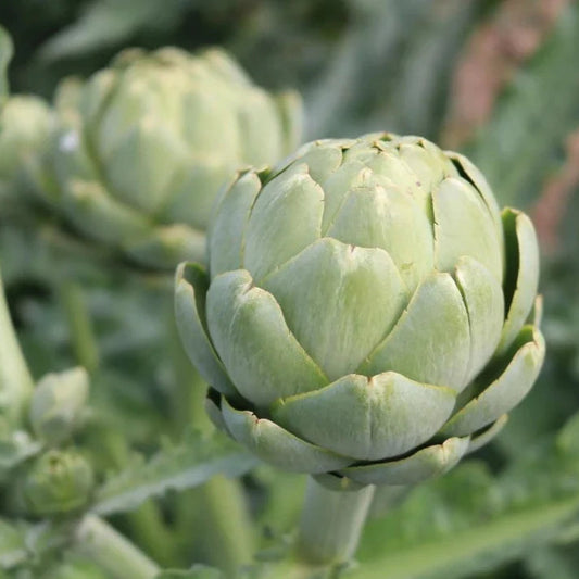 Artisjok Vert de Provence