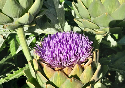 Artisjok Vert de Provence