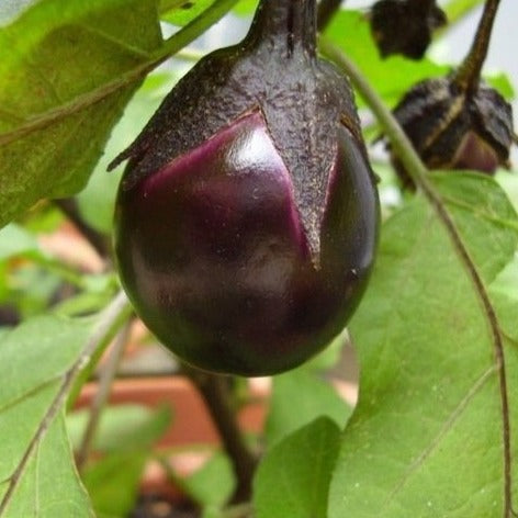 Aubergine Bambino