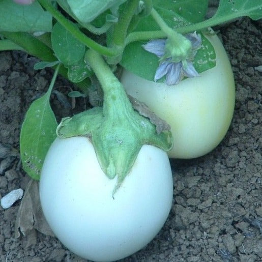 Aubergine Rond Wit