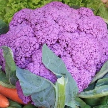 Bloemkool Paars