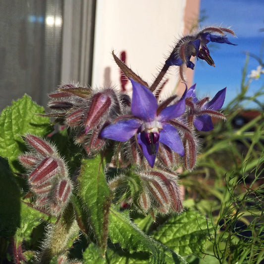 Komkommerkruid 'Borage'