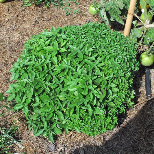 Struikbasilicum