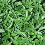 Struikbasilicum - Thumbnail