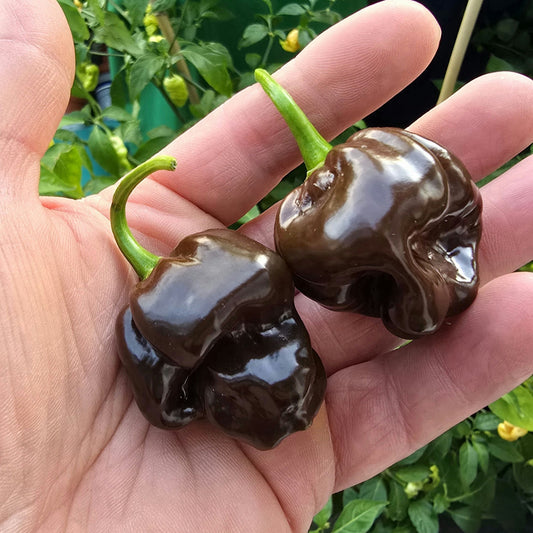 Peper 'Chocolate Scotch Bonnet'