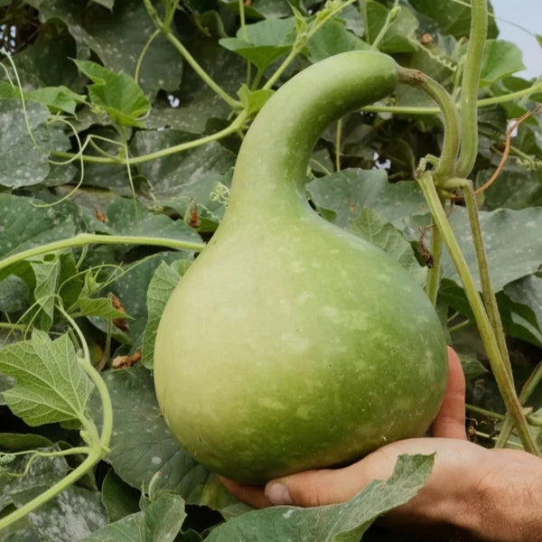 Flespompoen (kalebas)