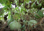 Flespompoen (kalebas) - Thumbnail