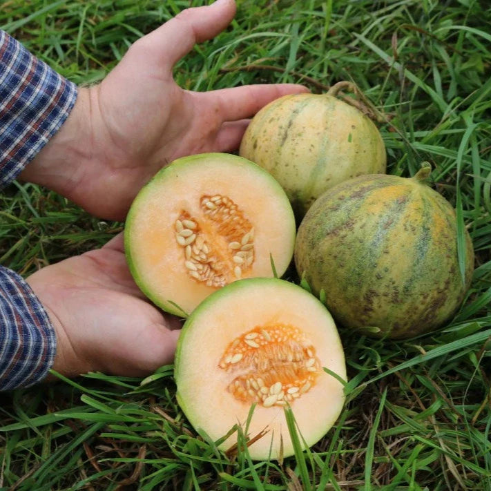 Meloen Cantaloupe
