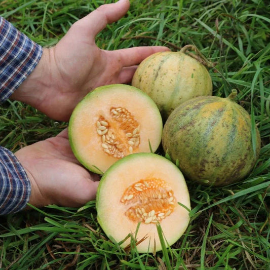 Meloen Cantaloupe