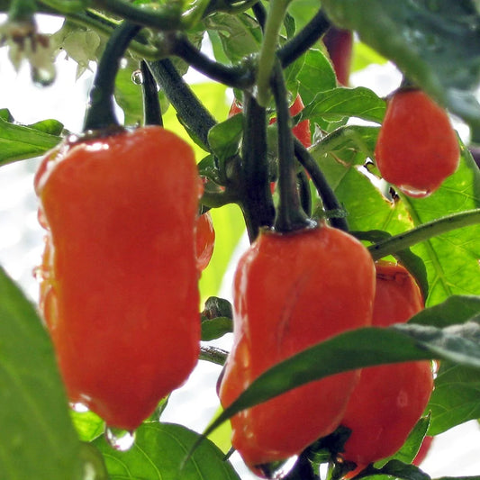 Peper 'Habanero'