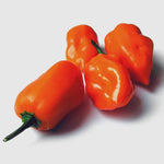 Peper 'Habanero' - Thumbnail