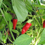Peper 'Pimientos de Padrón' - Thumbnail