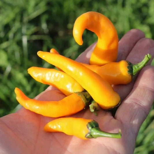 Chili Cayorange