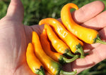 Chili Cayorange - Thumbnail