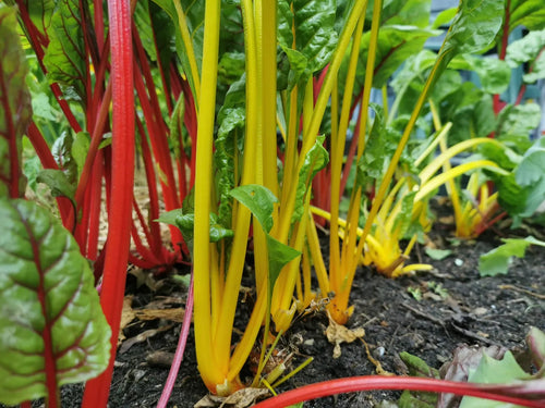 Close-up van verse snijbiet met groene bladeren en gekleurde stelen