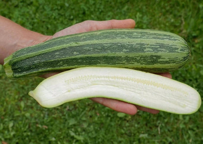 Courgette Cocozelle von Tripolis