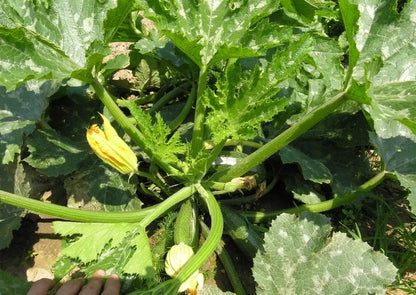 Courgette Cocozelle von Tripolis