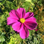 Cosmea 'bipinnatus' - Thumbnail