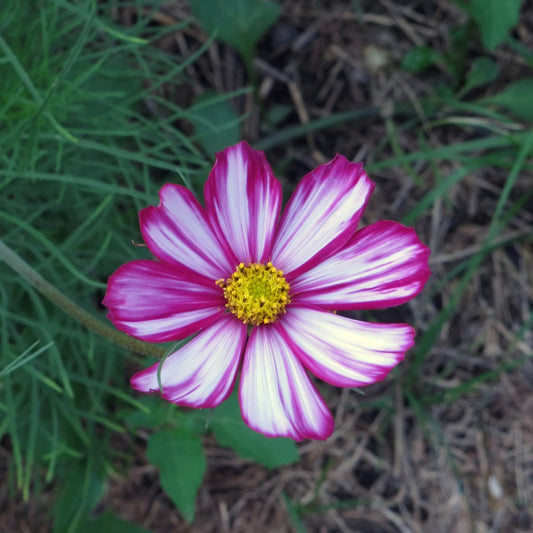 Cosmea 'bipinnatus'