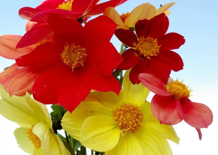 Dahlia Mignon