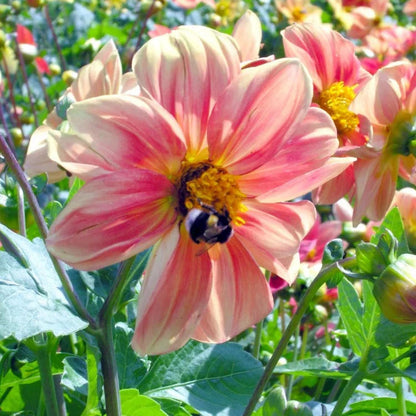 Dahlia Mignon