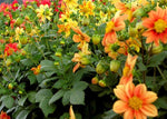 Dahlia Mignon - Thumbnail