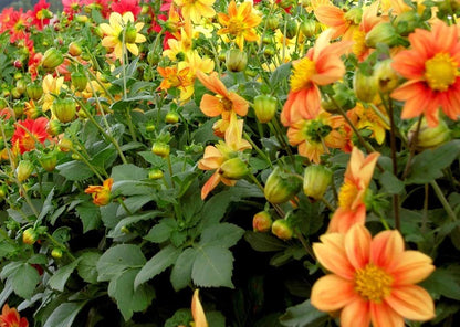 Dahlia Mignon