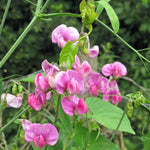 Siererwt 'Sweet Pea' - Thumbnail