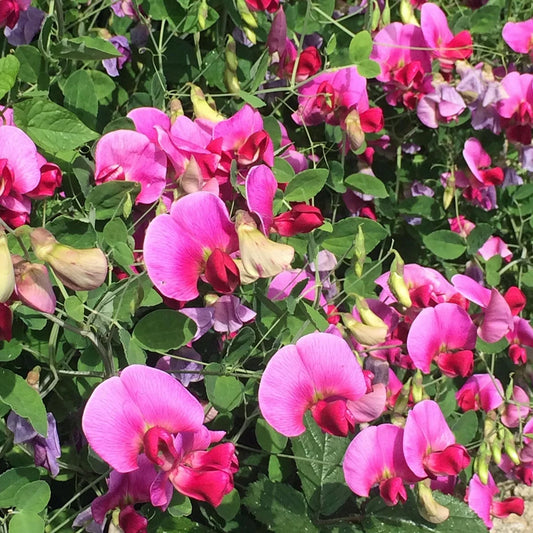 Siererwt 'Sweet Pea'