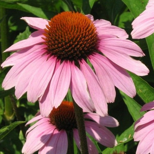 Echinacea Purpurea