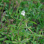 Bonenkruid - Thumbnail