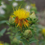 Saffloer - Thumbnail