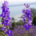 Veldridderspoor 'Galilee-Mix' - Thumbnail