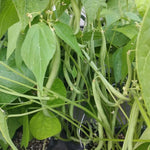 Struikboon 'Delinel' - Thumbnail