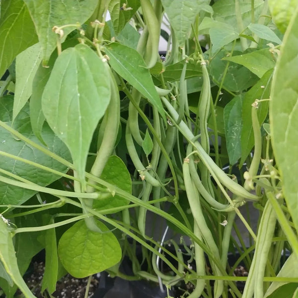 Struikboon 'Delinel'