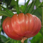 Tomaat Brandywine 'Roze' - Thumbnail