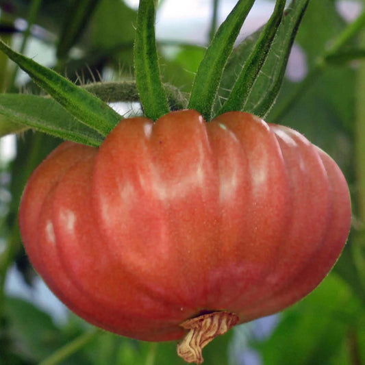 Tomaat Brandywine 'Roze'