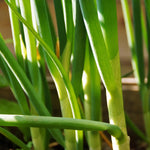 Bosui 'Ishikura' - Thumbnail