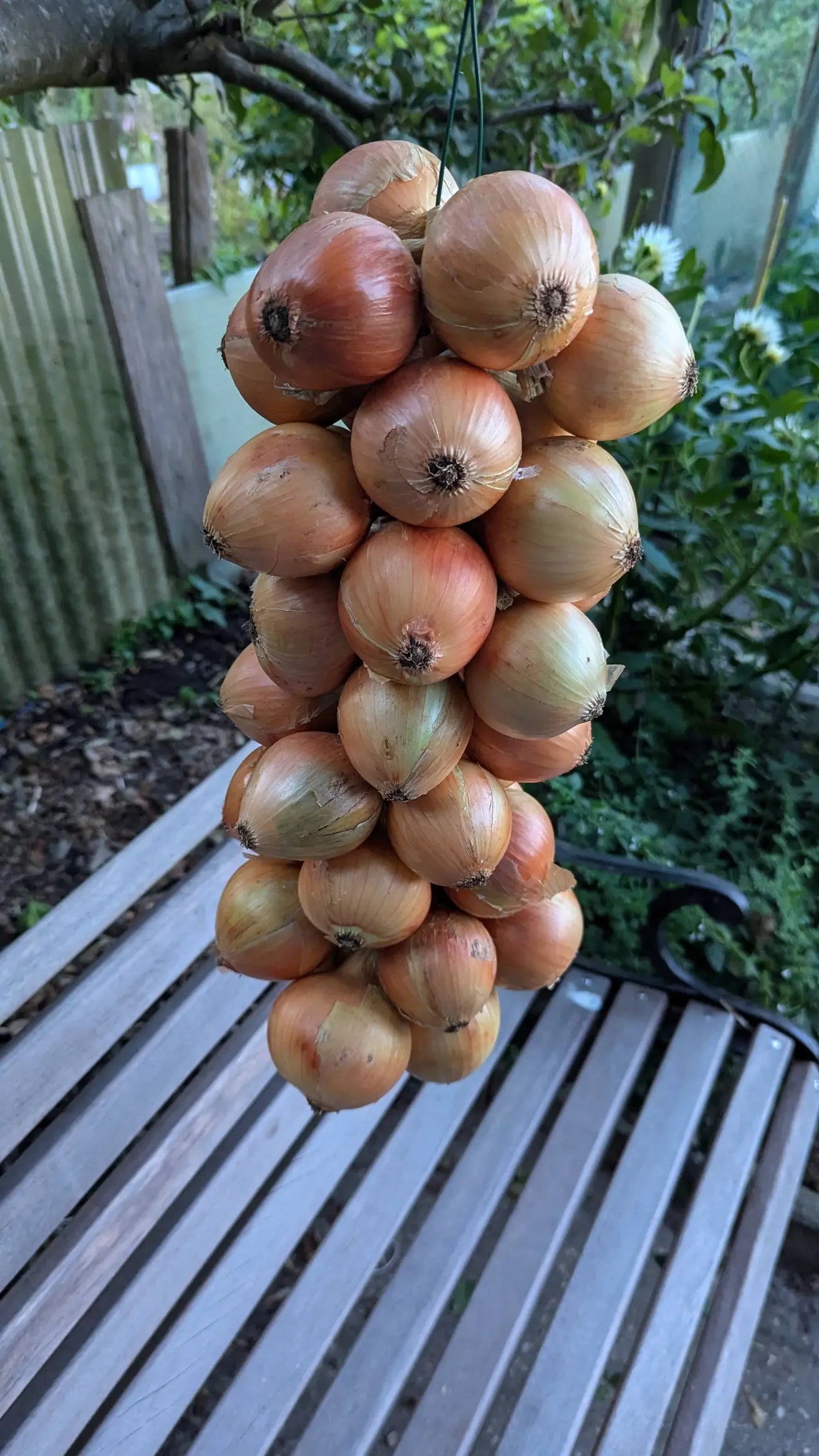 Streng met gevlochten uien uit de biologische moestuin vers en natuurlijk